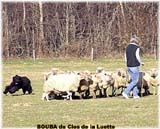 SITE WEB ELEVAGE DU CLOS DE LA LUETTE SPECIALISE POUR LE BOUVIER DES FLANDRES &copy; COPYRIGHT DEPOSE