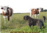 SITE WEB ELEVAGE DU CLOS DE LA LUETTE SPECIALISE POUR LE BOUVIER DES FLANDRES &copy; COPYRIGHT DEPOSE