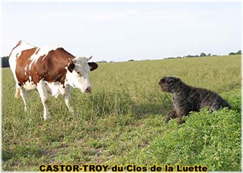 le bouvier des flandres et les vaches - Elevage du CLOS DE LA LUETTE - COPYRIGHT DEPOSE