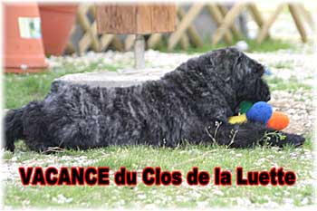 Elevage du CLOS DE LA LUETTE - COPYRIGHT DEPOSE