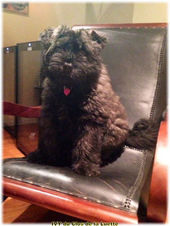 IVY du Clos de la Luette &copy; Elevage de Bouvier des Flandres du Clos de la Luette