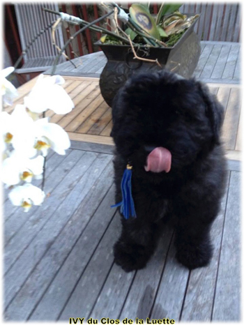 IVY du Clos de la Luette &copy; Elevage de Bouvier des Flandres du Clos de la Luette