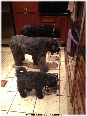 IVY du Clos de la Luette &copy; Elevage de Bouvier des Flandres du Clos de la Luette