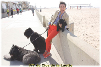 IVY du Clos de la Luette &copy; Elevage de Bouvier des Flandres du Clos de la Luette