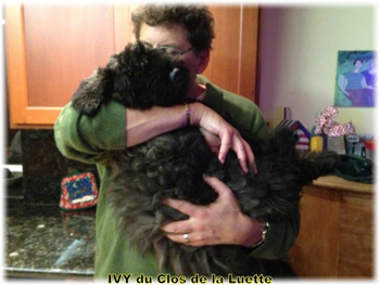 IVY du Clos de la Luette &copy; Elevage de Bouvier des Flandres du Clos de la Luette