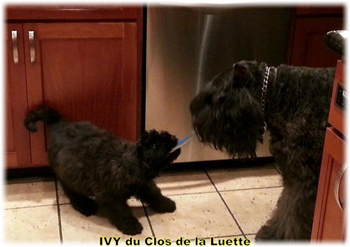 IVY du Clos de la Luette &copy; Elevage de Bouvier des Flandres du Clos de la Luette