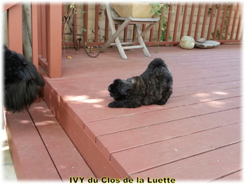 IVY du Clos de la Luette &copy; Elevage de Bouvier des Flandres du Clos de la Luette