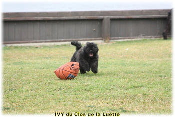 IVY du Clos de la Luette &copy; Elevage de Bouvier des Flandres du Clos de la Luette