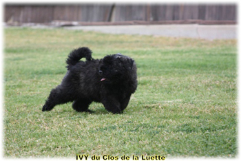 IVY du Clos de la Luette &copy; Elevage de Bouvier des Flandres du Clos de la Luette