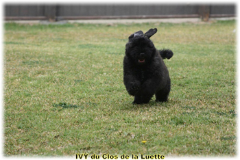 IVY du Clos de la Luette &copy; Elevage de Bouvier des Flandres du Clos de la Luette