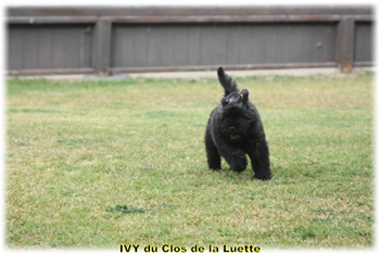 IVY du Clos de la Luette &copy; Elevage de Bouvier des Flandres du Clos de la Luette