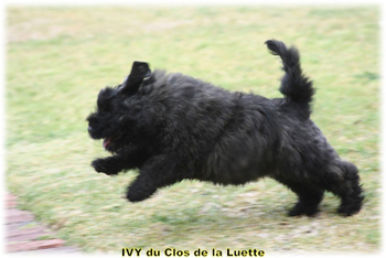 IVY du Clos de la Luette &copy; Elevage de Bouvier des Flandres du Clos de la Luette