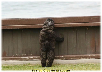 IVY du Clos de la Luette &copy; Elevage de Bouvier des Flandres du Clos de la Luette