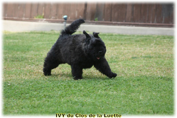 IVY du Clos de la Luette &copy; Elevage de Bouvier des Flandres du Clos de la Luette