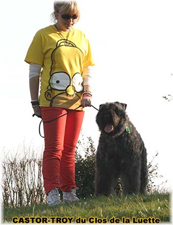 bouvier des flandres du clos de la luette - copyright d&eacute;pos&eacute;