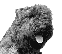 Bouvier des flandres photo -Elevage du Clos de la Luette - COPYRIGHT DEPOSE