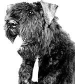 Bouvier des flandres photo -Elevage du Clos de la Luette - COPYRIGHT DEPOSE