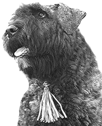 Bouvier des flandres photo -Elevage du Clos de la Luette - COPYRIGHT DEPOSE