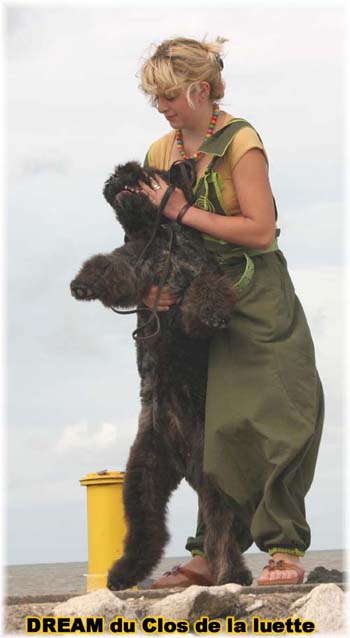 Bouvier des Flandres DREAM - Elevage du CLOS DE LA LUETTE - COPYRIGHT DEPOSE