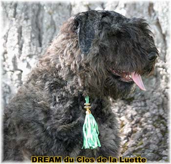 Bouvier des Flandres DREAM - Elevage du CLOS DE LA LUETTE - COPYRIGHT DEPOSE