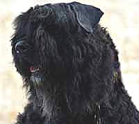 &copy; EQUINOX ELEVAGE DU CLOS DE LA LUETTE