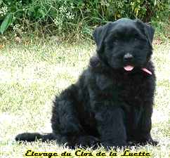 Chiot bouvier des flandres SITE WEB ELEVAGE DU CLOS DE LA LUETTE SPECIALISE POUR LE BOUVIER DES FLANDRES &copy;