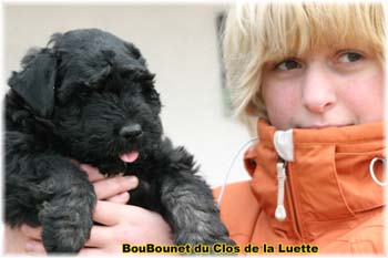 chiot bouvier des flandres SITE WEB ELEVAGE DU CLOS DE LA LUETTE SPECIALISE POUR LE BOUVIER DES FLANDRES &copy;