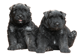 SITE WEB ELEVAGE DU CLOS DE LA LUETTE SPECIALISE POUR LE BOUVIER DES FLANDRES &copy; COPYRIGHT DEPOSE