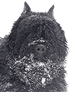 SITE WEB ELEVAGE DU CLOS DE LA LUETTE SPECIALISE POUR LE BOUVIER DES FLANDRES &copy; COPYRIGHT DEPOSE