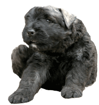 SITE WEB ELEVAGE DU CLOS DE LA LUETTE SPECIALISE POUR LE BOUVIER DES FLANDRES &copy; COPYRIGHT DEPOSE