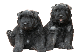 SITE WEB ELEVAGE DU CLOS DE LA LUETTE SPECIALISE POUR LE BOUVIER DES FLANDRES &copy; COPYRIGHT DEPOSE