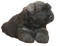 SITE WEB ELEVAGE DU CLOS DE LA LUETTE SPECIALISE POUR LE BOUVIER DES FLANDRES &copy; COPYRIGHT DEPOSE
