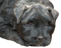 SITE WEB ELEVAGE DU CLOS DE LA LUETTE SPECIALISE POUR LE BOUVIER DES FLANDRES &copy; COPYRIGHT DEPOSE