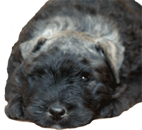 SITE WEB ELEVAGE DU CLOS DE LA LUETTE SPECIALISE POUR LE BOUVIER DES FLANDRES &copy; COPYRIGHT DEPOSE