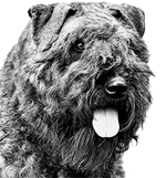 Elevage du CLOS DE LA LUETTE - COPYRIGHT DEPOSE