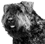 Elevage du CLOS DE LA LUETTE - COPYRIGHT DEPOSE