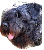 Bouvier des Flandres  -  Elevage du CLOS DE LA LUETTE - COPYRIGHT DEPOSE