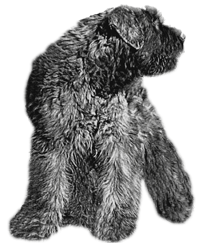 SITE WEB ELEVAGE DU CLOS DE LA LUETTE SPECIALISE POUR LE BOUVIER DES FLANDRES &copy;