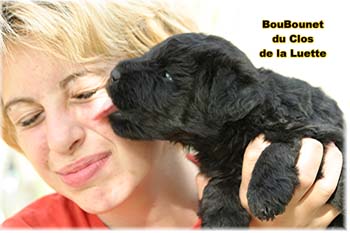 bouvier des flandres photo chiot - Elevage Clos Luette - COPYRIGHT DEPOSE