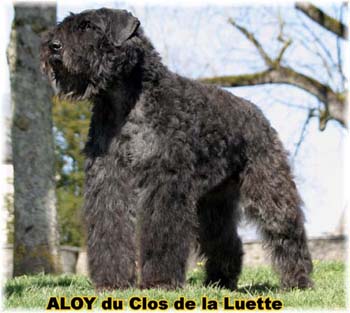 ALLOY &copy; Elevage de bouviers des flandres du Clos de la Luette specialis&eacute; pour le bouvier des flandres Copyrigth depose