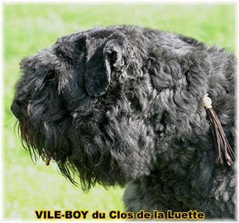 Elevage du CLOS DE LA LUETTE - COPYRIGHT DEPOSE