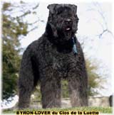 SITE WEB ELEVAGE DU CLOS DE LA LUETTE SPECIALISE POUR LE BOUVIER DES FLANDRES &copy; COPYRIGHT DEPOSE