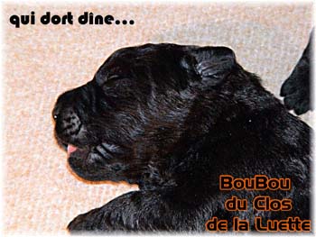 bouvier des flandres photo chiot - Elevage Clos Luette - COPYRIGHT DEPOSE