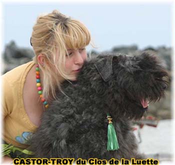 Bouvier des Flandres image  -  Elevage du Clos de la Luette - Copyright d�pos�