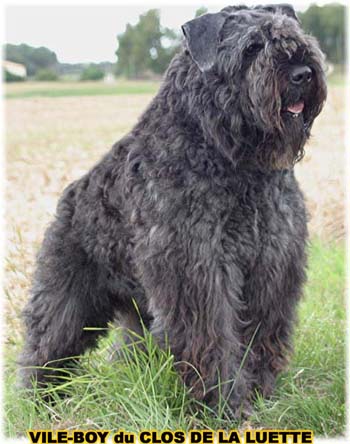 Photo Bouvier des Flandres  -  Elevage du Clos de la Luette - Copyright d&eacute;pos&eacute;