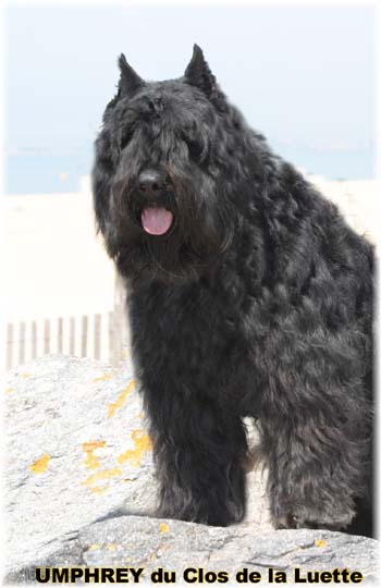 Bouvier des Flandres image  -  Elevage du Clos de la Luette - Copyright d�pos�