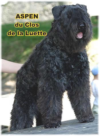 Bouvier des Flandres image  -  Elevage du Clos de la Luette - Copyright d�pos�