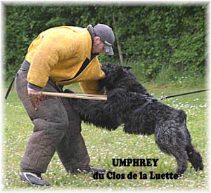 Bouvier des Flandres image  -  Elevage du Clos de la Luette - Copyright d�pos�