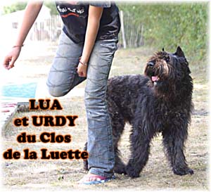 Bouvier des Flandres image  -  Elevage du Clos de la Luette - Copyright d�pos�