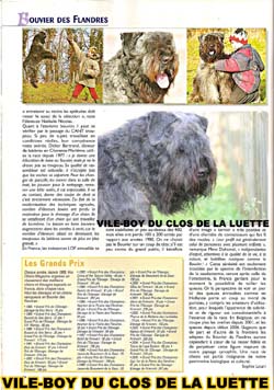 Bouvier des Flandres image  -  Elevage du Clos de la Luette - Copyright d�pos�